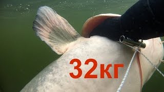 Подводная охота"искал судака,а нашел сома на 32кг"spearfishing for catfish