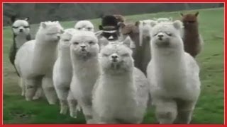 Compilation of FUNNY Animal Attack Videos