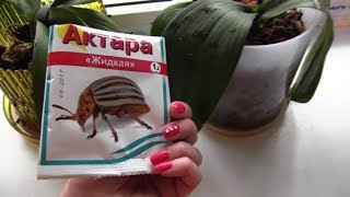 Орхидеи. Борьба с мучнистым червецом продолжается.