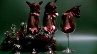 Russian toy terrier (Russkiy Toy) puppies for sale