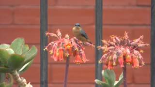 Rusty Flowerpiercer Male Feeding