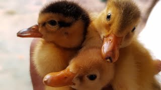 Como cuidar de um filhote de marreco ou pato ?
