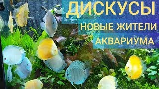 Дискусы-новые жители аквариума большого объёма 250×60×50 на 750 литров, сделанный своими руками. Ч30