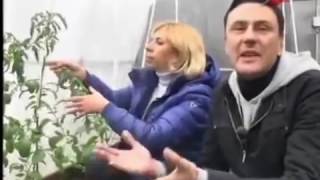 Помидоры.Марина Рыкалина и Виталий Декабрев.