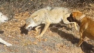 Kurt ile Köpek Çiftleşmesi orjinal video
