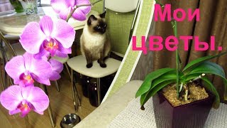 Мои комнатные цветы. Обзор моих цветов.
