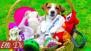 ВСЕ - ВСЕ ИГРУШКИ МОЕЙ СОБАКИ | ПОКУПКИ ИЗ ЗООМАГАЗИНА | Elli Di