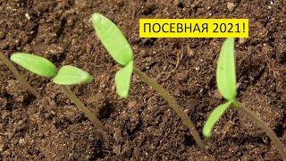 Рассада томатов. Первый уход - рыхление. 