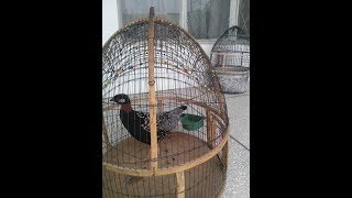 Voice of Teetar Bird - Black Teetar Ki Awaz