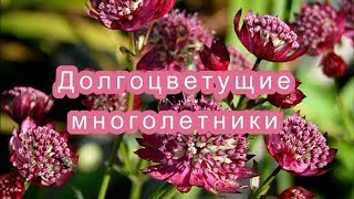 ❀ДОЛГОЦВЕТУЩИЕ МНОГОЛЕТНИКИ ДЛЯ САДА❀