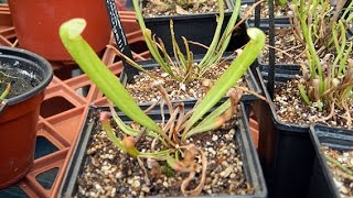 En México hay más de 600 especies de plantas carnívoras