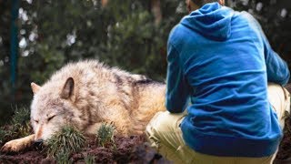 Mężczyzna uratował wilka z pułapki, kilka lat później wilk uratował mu życie