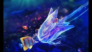 Разведение аквариумных рыбок как бизнес