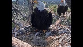 4-28-19 Big Bear Eagles~ Mom Alerts, Shadow Comes In- Alerts!