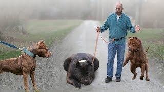 These Are 10 Most Stubborn Dog Breeds