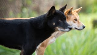 A Dingo Tried To Eat My Baby Calf