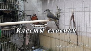 Клетка для клестов