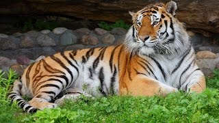 Дикие животные #России. #Развивающие мультики.