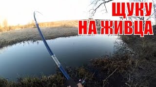 Как поймать щуку на живца с берега на поплавок?