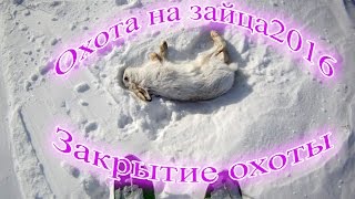 Охота на зайца 2016. Охота с подхода.Закрытие охоты на зайца.