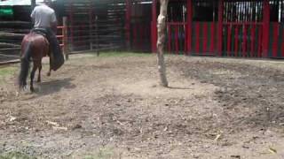 VENTA DE CABALLOS CALI-PALMIRA COLOMBIA(NEGOCIEMOS EL MUNDO) INFORMES CEL: 3147410326 - 3136146216