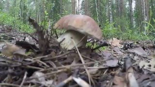 Белые грибы. Красивый лес