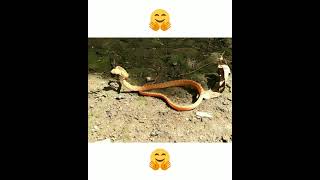 SI ULAR KECIL YANG LUCU BERDIRI & MERAYAP. || THE CUTE LITTLE SNAKE. #Shorts