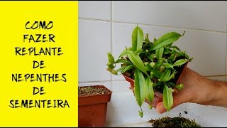 COMO REPLANTAR NEPENTHES (SEEDLINGS) GERMINADAS EM SEMENTEIRA