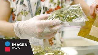 ¿Qué impactó tendrá el nuevo amparo para el uso recreativo de marihuana? / ¡Qué tal Fernanda!