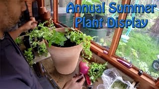 Potting Up A Annual Plant Display Pot Quick & Easy