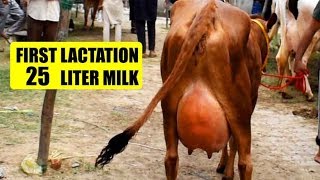 First lactation Jersey Cow with 25 liter milk per day | पहले ब्यांत में 25 किलो दूध