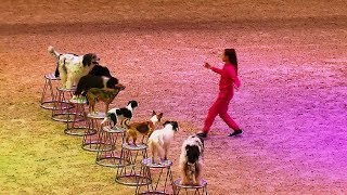 Chemnitzer Pferdenacht 2018 * Hundeshow