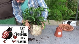 Tuto jardinage:Fougère kangourou (Microsorum diversifolium): entretien et arrosage: Plante verte