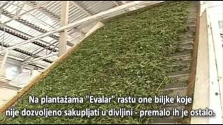 Zdravlje iz Sibira (EVALAR - Rusija, generalni zastupnik "DARUS" d.o.o.)