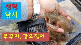 바다낚시_장고항에서 쭈꾸미,갑오징어 구경하기,생활낚시_fishing