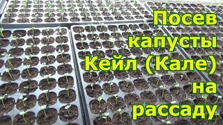 Посев капусты Кейл (Кале) в кассеты для рассады