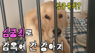 심쿵죄로 감옥에간 강아지!! 심쿵주의!!