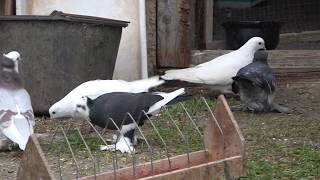 Armenian pigeons-watching pigeons in a dovecote