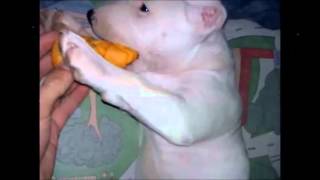 Bull Terrier cachorro