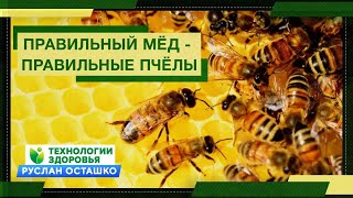Правильный Мёд - правильные пчёлы