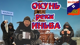 Хитрый окунь реки Иньва.