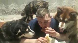 Собаки заглядывают в рот, пока ем мясо