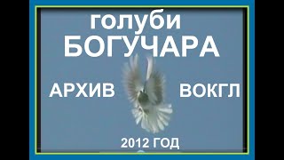 Николаевские голуби. Голуби Богучара 2012. Архив Воронежского Областного Клуба Голубеводов.