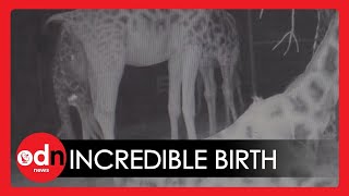 Mother's Pride: Incredible Moment of Birth of Rare Giraffe Caught on Camera