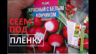 Редиску сеем под плёнку
