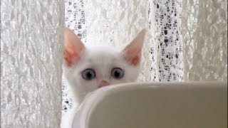 子猫がうちにやって来た　落ち着きのない子猫でも可愛いすぎる