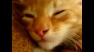 Кот орёт (кричит как будто человек)