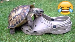 FUNNIEST TURTLES - Cute And Funny Turtle / Tortoise Videos Compilation [BEST OF ?]