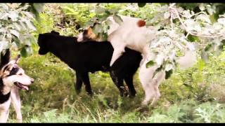 Любовь по собачьи. Dog love. YOU sexy THING.