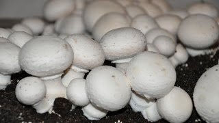 Как выращивать шампинйоны (легко и просто)